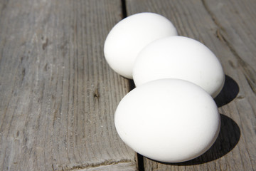 egg