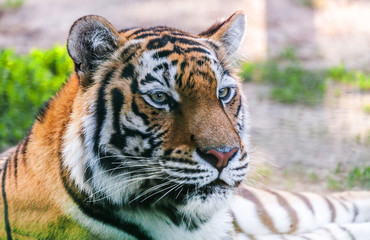 Fototapeta na wymiar portrait predator tiger