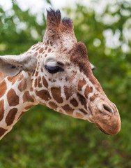 closeup portrait of a giraffe