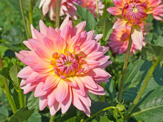 Dahlien - Dahlias