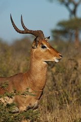 Naklejka na ściany i meble Male of Impala, orizontally in Tanzania