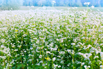 Fototapeta premium Beautiful buckwheat field