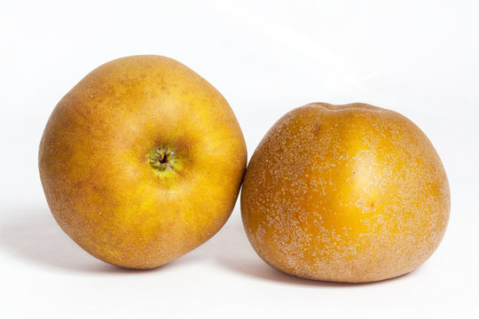 Pommes Reinette du Canada - Malus pumila - sur fond blanc