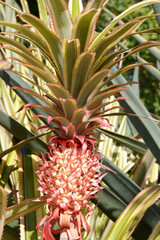 pineapple in garden