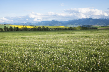 meadow with white dandelions