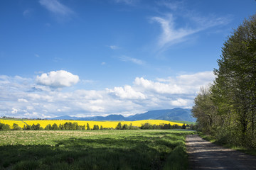 Obraz premium Filed road