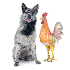 Hungarian dog and rooster