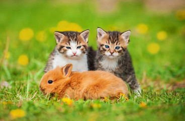 Little kittens with rabbit sitting on the lawn