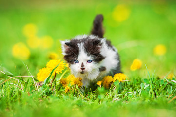 Fototapeta na wymiar Adorable little kitten on the field with dandelions