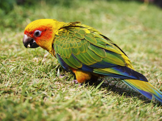 Sun Conure