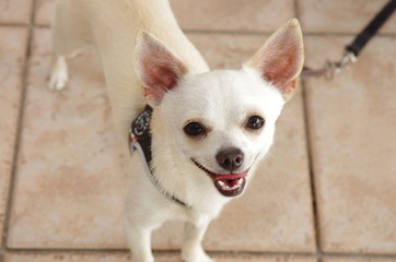 chihuahua © giocult