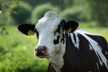 Schwarz Weiße Kuh auf der Weide