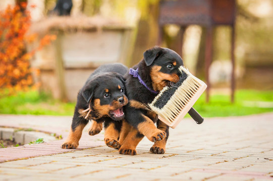 Rottweiler puppies playing with paint brush