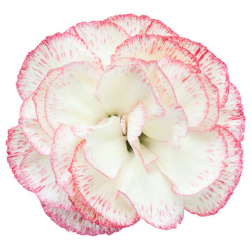 carnation