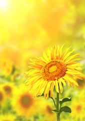 Bright yellow sunflowers