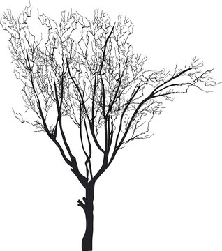 small bare isolated tree silhouette