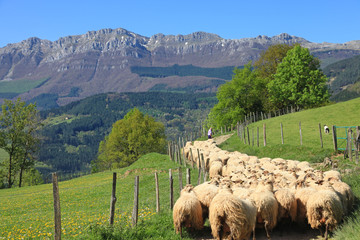 Naklejka premium ovejas rebaño pastor país vasco 3921-f14