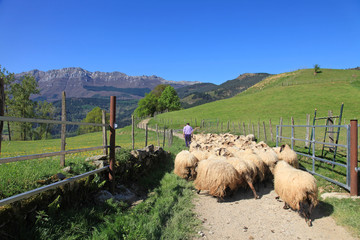 ovejas rebaño pastor país vasco 3906-f14