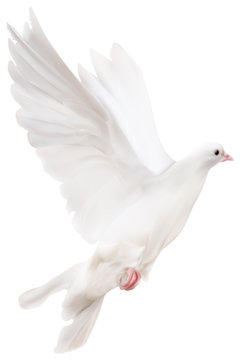 white pigeon flying png