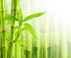 Fototapeta na wymiar Bamboo background with copy space