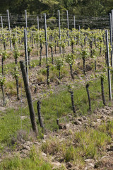 Fototapeta na wymiar vineyard in spring