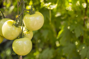 hanging green tomato