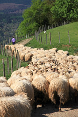 ovejas rebaño pastor país vasco 3917-f14