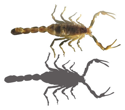 brown scorpion and shadow on white