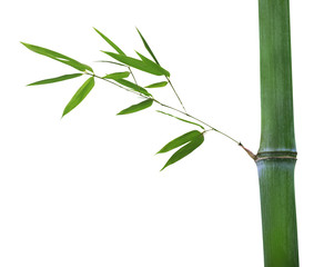 bamboo stem with green leaves isolated on white