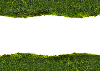 dark green moss strips on white