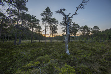 dry tree in the forest