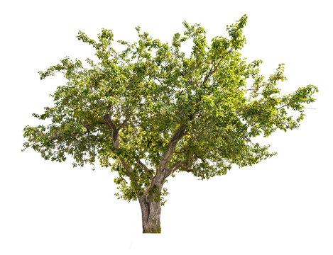 isolated apple tree with green fruits