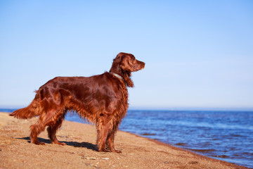 Red irish setter dog