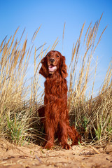 Red irish setter dog