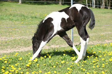 Beautiful paint horse foal on pasturage