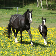 Amazing mare with foal running