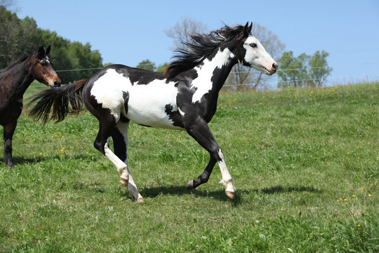 Gorgeous black and white stallion of paint horse running