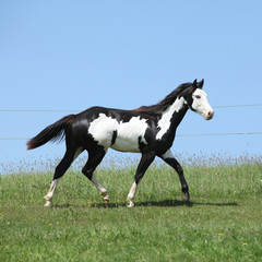 Fototapeta na wymiar Gorgeous black and white stallion of paint horse running