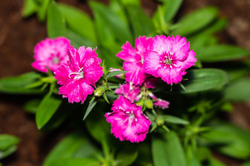 China Pink, Dianthus