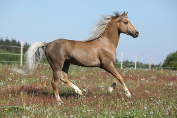 Naklejka na ściany i meble Gorgeous stallion running on spring pasturage