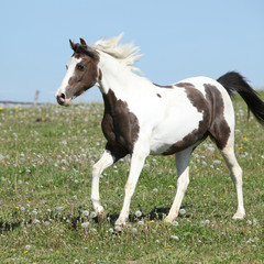 Fototapeta na wymiar Gorgeous spotted horse running on spring pasturage