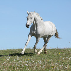 Obraz na płótnie Canvas Nice white horse running on spring pasturage