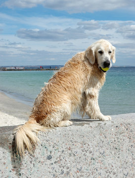 Portrait of wet golden retriever dog at the beach