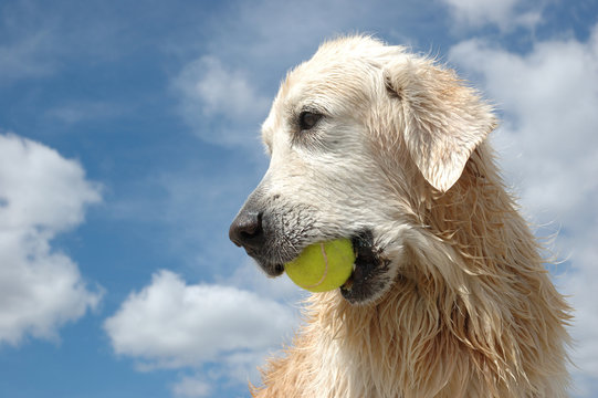 Portrait of wet golden retriever dog with yellow tennis ball