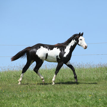 Gorgeous Black And White Stallion Of Paint Horse Running