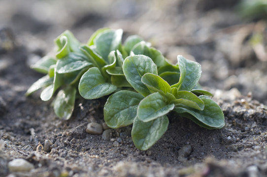 Feldsalat