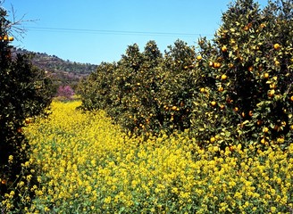 Orange grove and spring flowers, Cyprus © Arena Photo UK