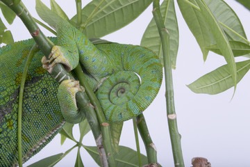 Close-up of a veiled chameleon tail (spiral, circle)