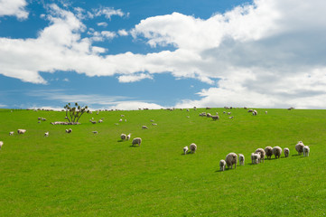 Sheep in the New Zealand