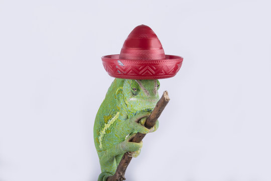 Crazy veiled chameleon with a red mexican hat (sombrero,mexico)